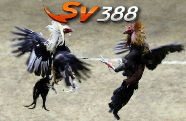 Liên hệ SV388 | Tổng đài hỗ trợ người chơi cá cược tại SV388
