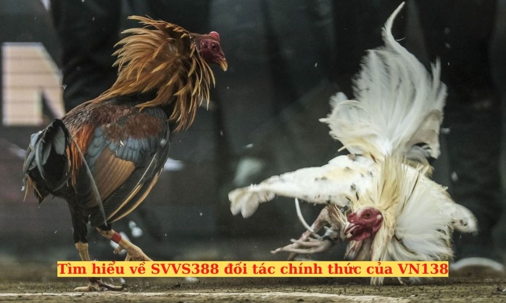 Tham gia cá cược tại SVVS388 đối tác chính thức của VN138